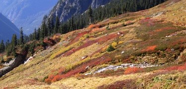 Autumn colors in the subalpine